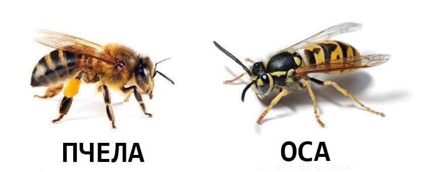Как отличить пчелу от осы
