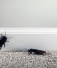 Почему в доме завелись тараканы